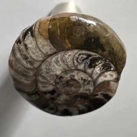 Tris Ex - Dice Museum Petriaí